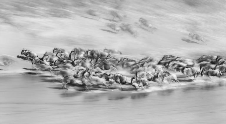 Galloping by Xuejun Long