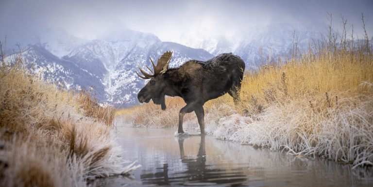 Nature’s Crossing by Brian Clopp