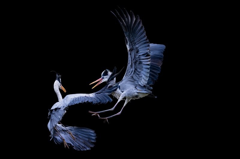 Nature / Wildlife